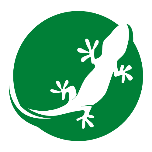 Little Gecko